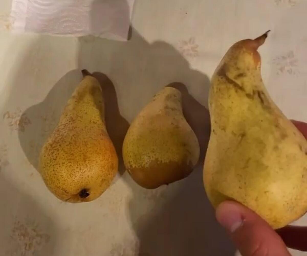 Barreca continua i festeggiamenti: "E per finire un po' di frutta buona" e fotografa tre pere - 