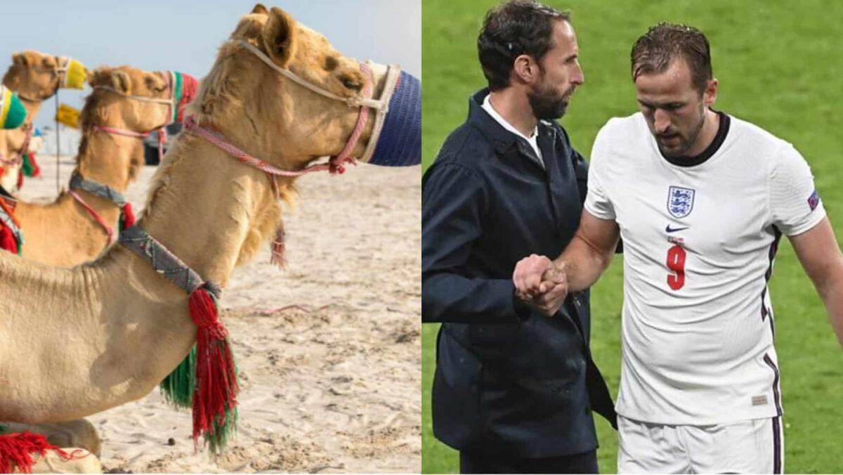 Dal Qatar, L'Inghilterra di Southgate mette le mani avanti: i cammelli non fanno riposare i giocatori - 