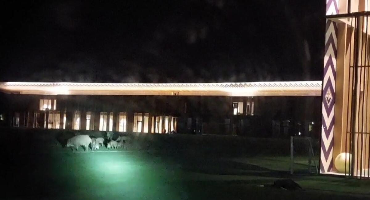 Cinghiali sul campo del Viola Park nella notte, addetti alla sicurezza sorpresi. Il video dell'incontro - 