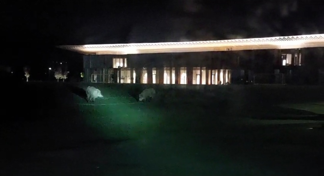 Cinghiali sul campo del Viola Park nella notte, addetti alla sicurezza sorpresi. Il video dell'incontro